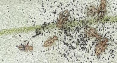 Ectopsocus sp.